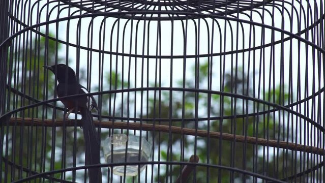 magpie, song bird in a cage