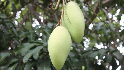 green mango on tree