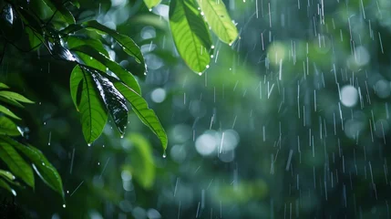 Ingelijste posters Ziekenhuis A gentle rain shower falling on a lush forest highlighting the soothing and refreshing qualities of nature and the cycle of renewal it brings..  © Justlight