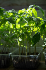 Young tomato plants reach towards the light in clear containers. Early germination of seedlings for planting in the open ground or greenhouse.