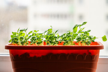 Sun-kissed basil seedlings thrive in windowsill planter, testament to the simplicity and reward of growing herbs at home. Fresh microgreens are rich in vitamins.