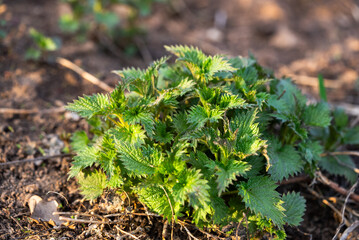 Young nettle plant springs to life in fertile soil, its leaves bright and prickly, heralding the arrival of early spring. Sprouts of May nettle rich in vitamins germinate in early spring from the soil