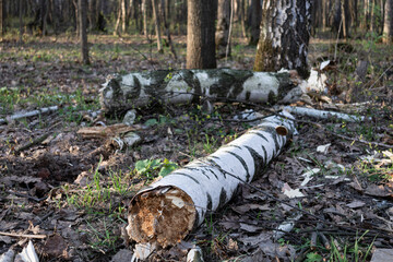 Fallen birch tree in the forest
