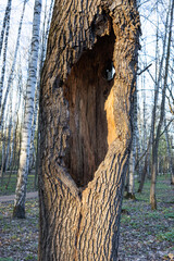 Weathered and Gnarled Tree Hollow - Rustic Natural Backdrop for Wildlife Shelter and Forest Ecology