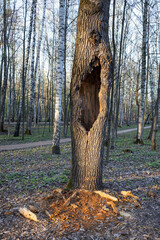 Weathered and Gnarled Tree Hollow - Rustic Natural Backdrop for Wildlife Shelter and Forest Ecology