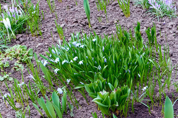 Obraz premium beautiful flowering plants white scilla sect, chionodoxa in the spring evening city flower bed near the house. background for designer, artist, screensaver, desktop, wallpaper
