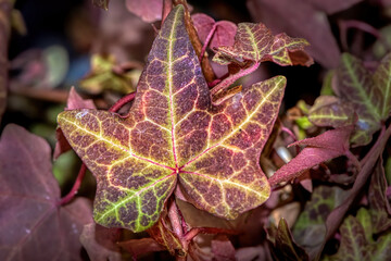 coloures leaf of ivy. macrophotography of a poisonous plant