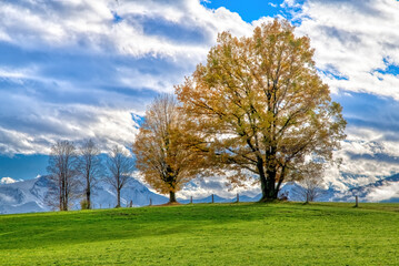 alpine landscape in fall. trees with coloured foliage against snowcovered mountains in the region of Zell am See.