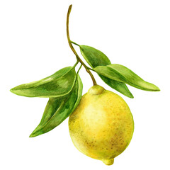 Watercolor botanical illustration of a yellow juicy lemon branch with leaves. Hand drawn drawing of fresh citrus fruit isolated on white background. Tasty food for design, decoration and printing