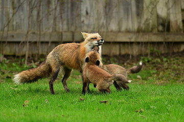 Urban Wildlife baby red fox cubs playing outside there den under a backyard fence 