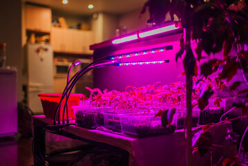 Array of plant seedlings flourish under the glow of LED grow lights in a cozy indoor setting, blending technology with urban gardening. Home cultivation of tomato and pepper seedlings in plastic - obrazy, fototapety, plakaty