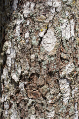 Tree bark for making graphic backgrounds
