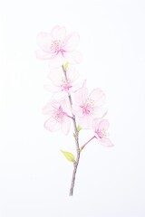 Bring the essence of spring to life with a photorealistic interpretation of a single pink cherry blossom, showcasing its vibrant hue and intricate stamen details Create a dynamic composition that pops