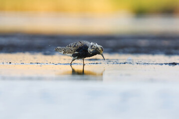 Ruff (Calidris pugnax) male feeding in the wetlands in summer.	
