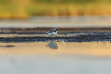 Common ringed plover or ringed plover (Charadrius hiaticula) in the wetlands in summer.