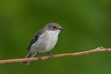 European pied flycatcher (Ficedula hypoleuca) female sitting on a branch in summer.