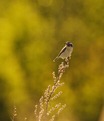 Whinchat (Saxicola rubetra) sitting on top of the shrubs in summer.	
