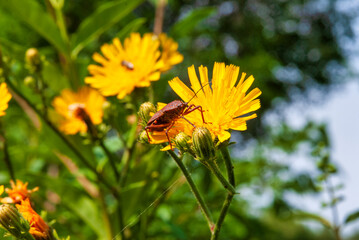bee on a dandelion