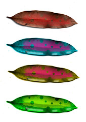colorful plant leaves illustration