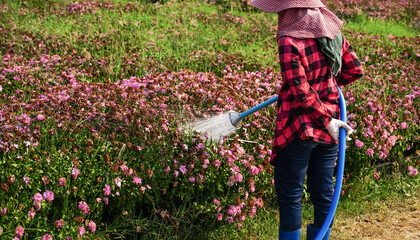 Fototapeta na wymiar Gardener woman holds the sprinkler hose for watering pink Chrysanthemum ( Chrysanthemum indicum Linn ) in flowers garden. Agriculture concept.