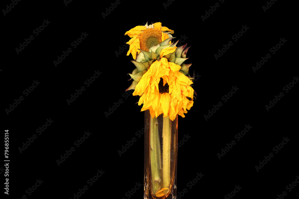 Poster Drooping Sunflowers in Vase 04