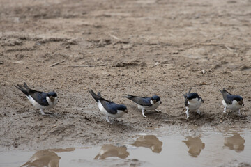 The house martin (Delichon urbicum) is a small migratory bird and it is characterized by its...