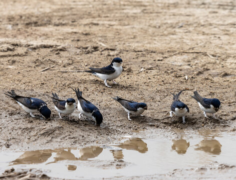 The house martin (Delichon urbicum) is a small migratory bird and it is characterized by its striking blue-black upperparts, contrasting sharply with its pure white underparts and rump.