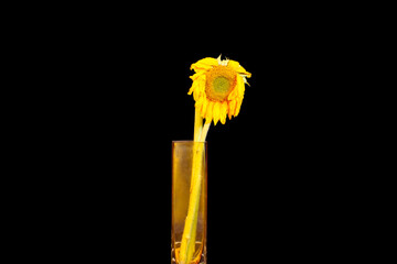 Droopy Head Sunflower 02