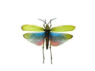  toxic grasshoppers isolated on white background