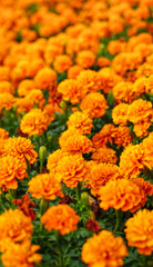 Lots of beautiful  marigold flowers (Tagetes erecta) in the natural garden. Inspirational Motivational quote- Start your Monday morning light  with  yellow  flowers. Monday Quote. Flower background.