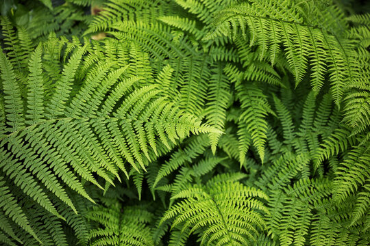 Natural fern background -Beautiful ferns leaves green foliage