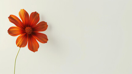 A beautiful orange flower in full bloom against a solid white background.