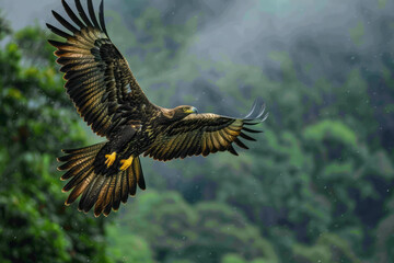 Naklejka premium A Madagascar Serpent Eagle soaring above the canopy, eyes scanning for snakes,
