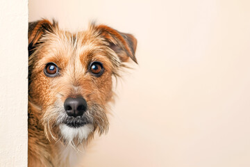 Curious dog peeking from a corner, pastel background