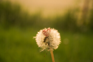 a photo of a dandelion flower on which lies a red heart. Feeling of peace and unity with nature
