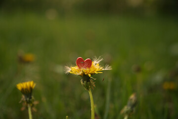 a photo of a dandelion flower on which lies a red heart. Feeling of peace and unity with nature
