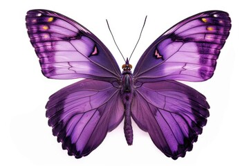 Purple butterfly insect animal white background.