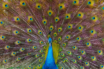 Peacock,Peafowl or Pavo cristatus, live in a forest natural park colorful spread tail-feathers gesture elegance. At Suan Phueng, Ratchaburi, Thailand. Leave space for banner text input. 