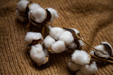 Closeup photo of gentle cotton flowers