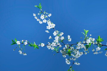 Blooming tree on a blue background. Spring flowers. Spring background. Selective focus.