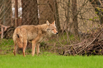 Urban wildlife a photograph of a coyote exploring a vacant lot