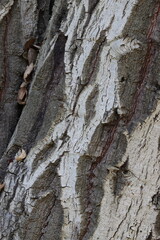 Quercus Agrifolia Variety Agrifolia, a handsome native monoecious tree with aging furrowed ridge bark during Winter in the Santa Monica Mountains.
