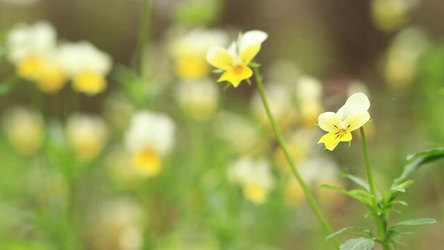 Violet tricolor. Wild violet tricolor flower in the forest close-up. Spring wild flowers on a blurred background. Natural background
