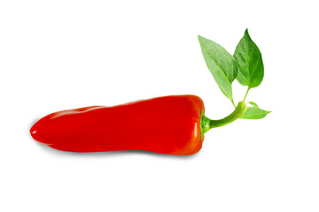 fresh organic red chili pepper or kashmiri chili pepper with leaves cutout in transparent background,png format      - Powered by Adobe