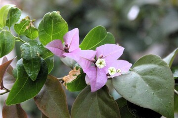 Flowers and Leaves are blooming in lakeside and water