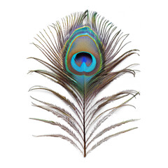 majestic peacock feather isolated on a transparent background 
