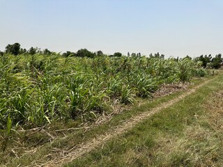 Fototapeta na wymiar field of sugarcane