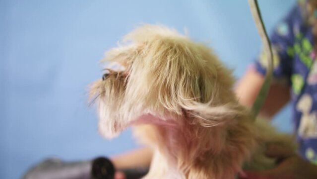 Groomer blow dries dogs coat