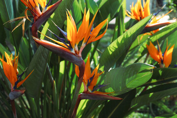 Beautiful and colorful Bird of Paradise flower with big green leaves. Close up, background, copy...