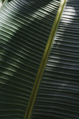 Texture image of a green palm leaf streak . Background, copy space, close up, macro shot.
